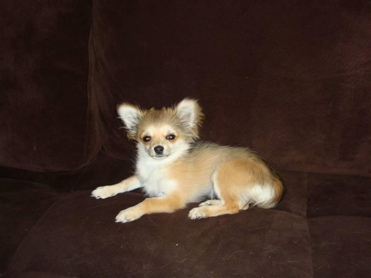 Chihuahua Divine Angel billede 17