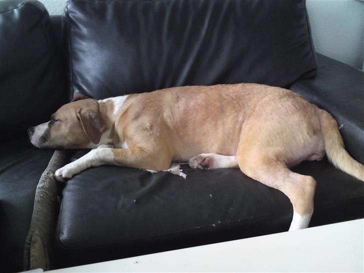 Blanding af racer coco - coco på sofaen flader ud billede 6