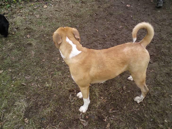 Blanding af racer coco - coco leger i haven billede 7