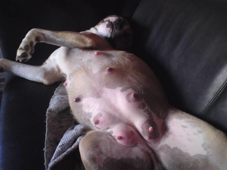 Blanding af racer coco - se lige min dejlige mave  billede 8