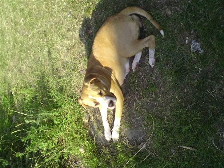 Blanding af racer coco - så blev det for varmt til at lege med hvalpe billede 9