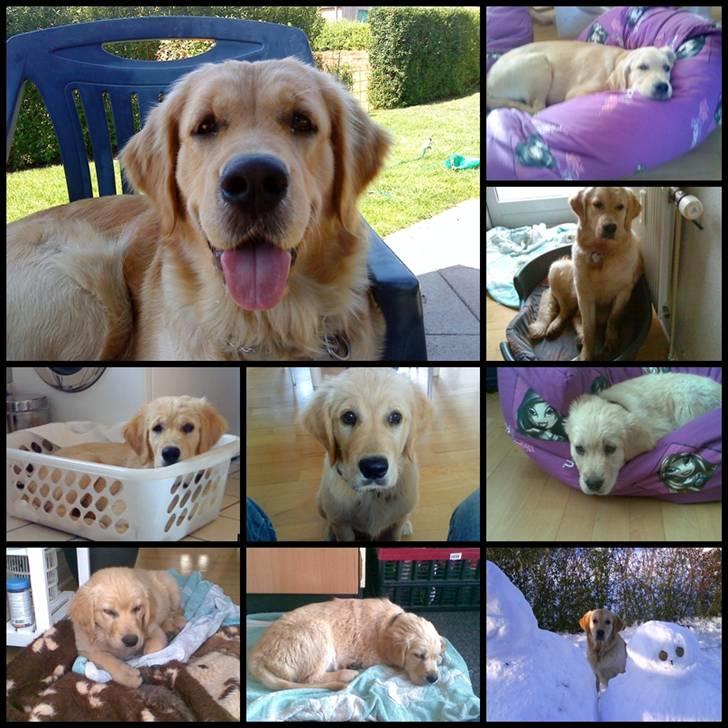 Golden retriever Bella - Bella :o) billede 18