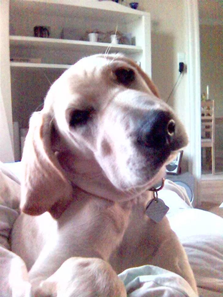 Blanding af racer Balou - her ligger Balou så og gør sig rigtig lækker for kameraet..... :) OVEN PÅ MIN MAVE!!!! AV store hund billede 1