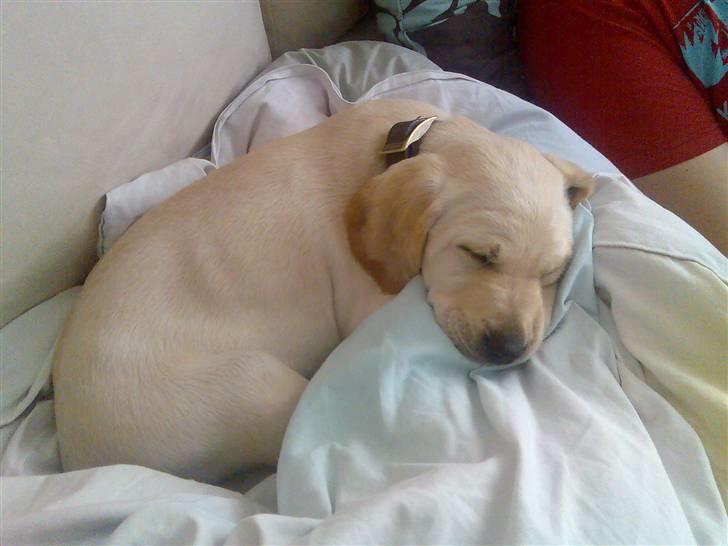 Blanding af racer Balou - den dag vi fik balou så han sådan her ud :) dejlig lille og nuttet.... 5,8 kg var han her... billede 2