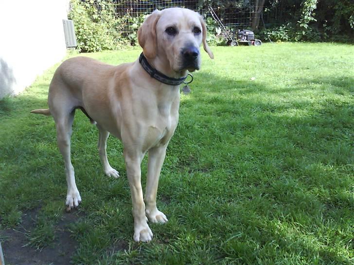 Blanding af racer Balou - ja vi kan da godt stå pænt i haven, hvis vi absolut skal... ;) billede 3