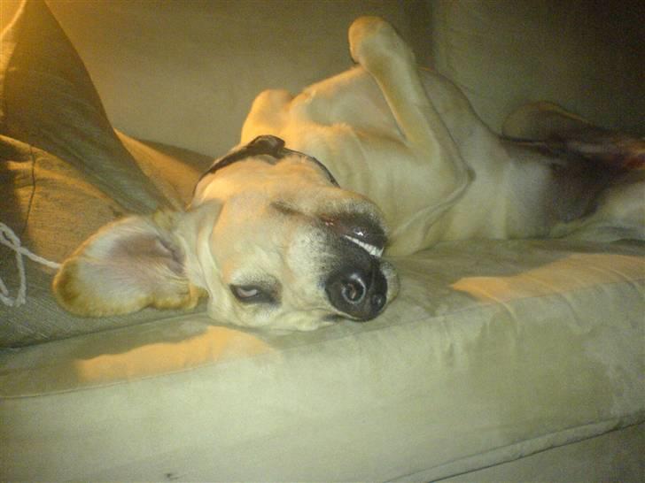 Blanding af racer Balou - mmmmmhh det bedste der findes i hele verden... AT PUTTE!!!! :) billede 4