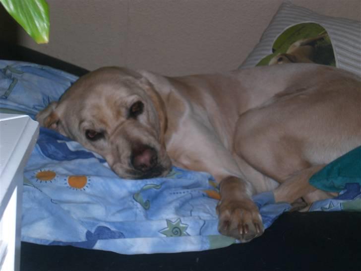 Blanding af racer Balou - så kan man jo ikke få det meget vedre vel? dejligt med dyne, kæmpe send og hovedpude.. så er den hjemme... billede 5