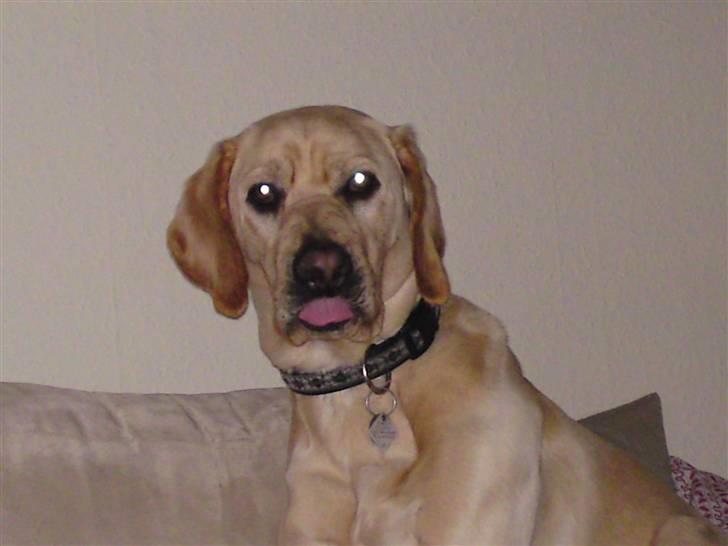 Blanding af racer Balou - her kan man snakke om lige præcis at fange Balou på det rigtige tidspunkt!!! her grinte vi rigtig meget hele dagen :) det var satme et godt billede... billede 6