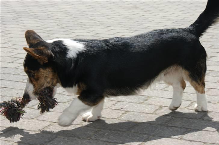 Welsh corgi cardigan Team Ulrich's Haps - ihh et legetøj!!! billede 18