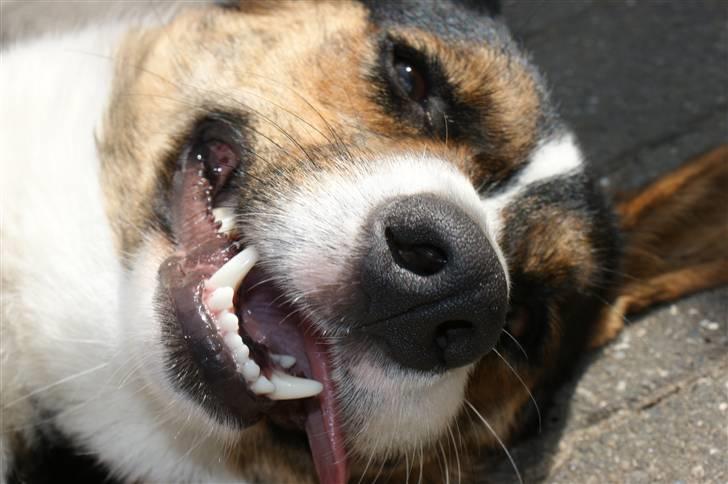 Welsh corgi cardigan Team Ulrich's Haps - unskyld, kan man være mere afslappet? xD  billede 19