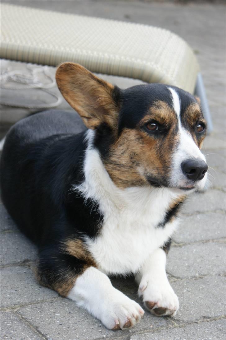 Welsh corgi cardigan Team Ulrich's Haps - mm..flere billeder? okay det det! jeg nægter at være fotogen! billede 20