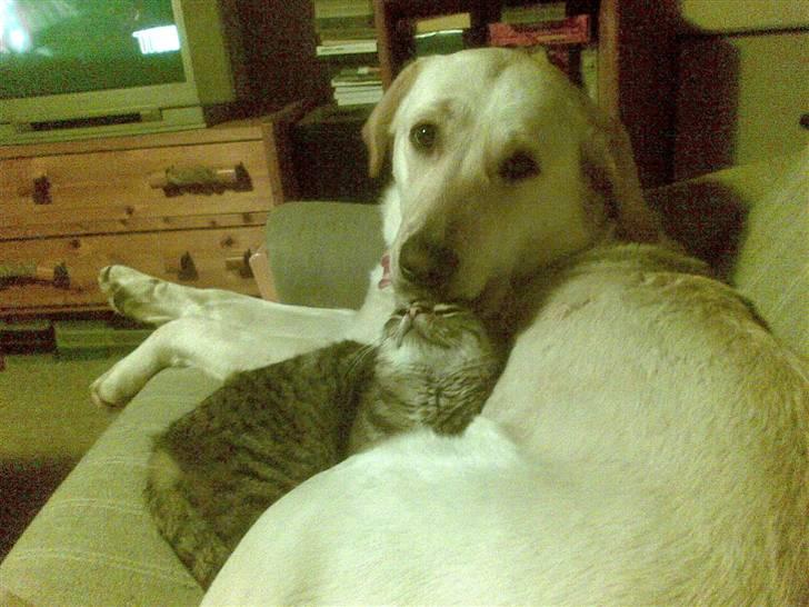 Labrador retriever Angel R.i.p 14 jan billede 5