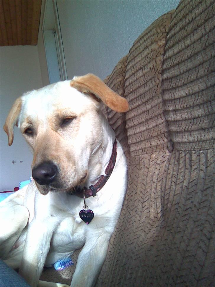 Labrador retriever Angel R.i.p 14 jan billede 6