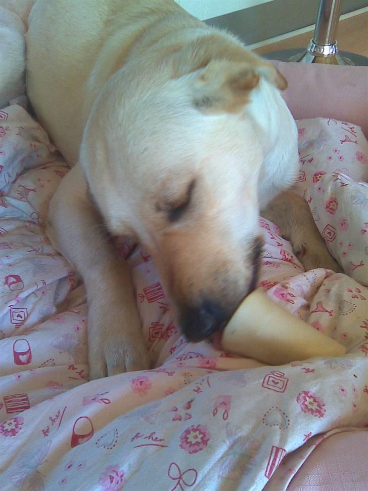 Labrador retriever Angel R.i.p 14 jan billede 7