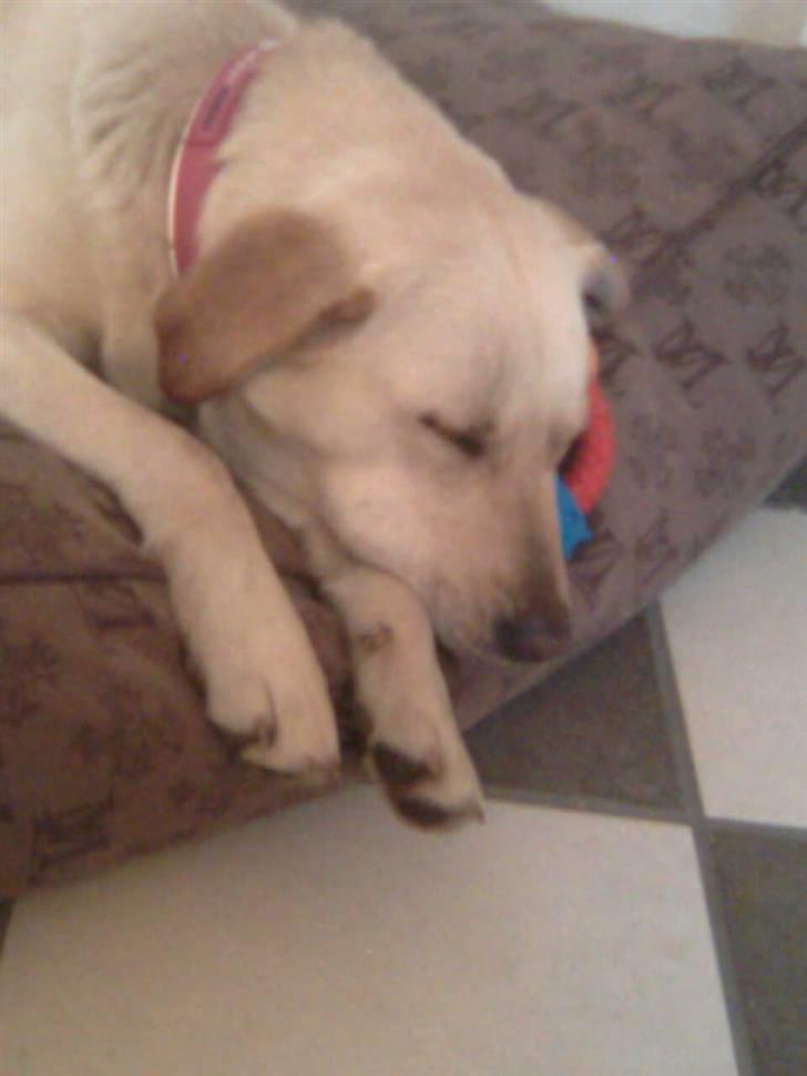 Labrador retriever Angel R.i.p 14 jan billede 8