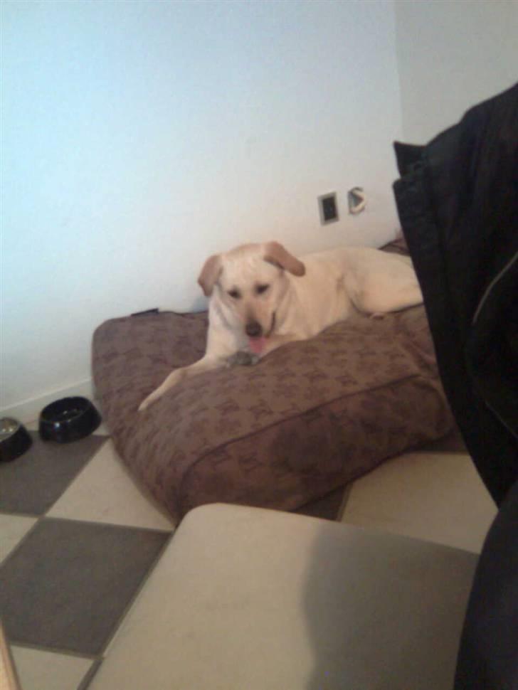 Labrador retriever Angel R.i.p 14 jan billede 9