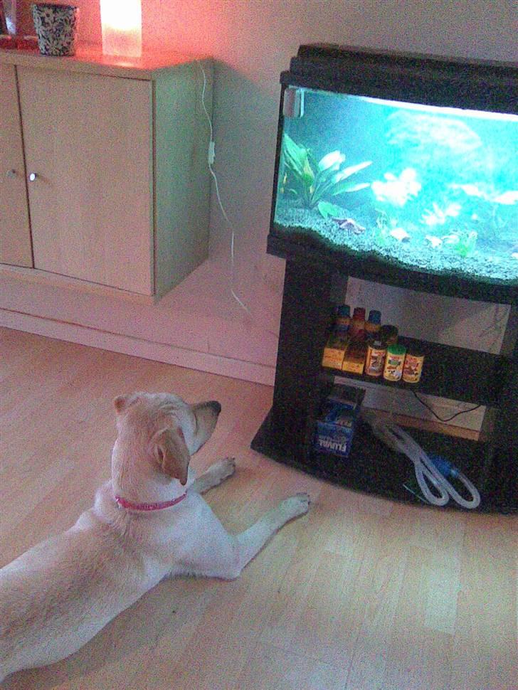 Labrador retriever Angel R.i.p 14 jan billede 10