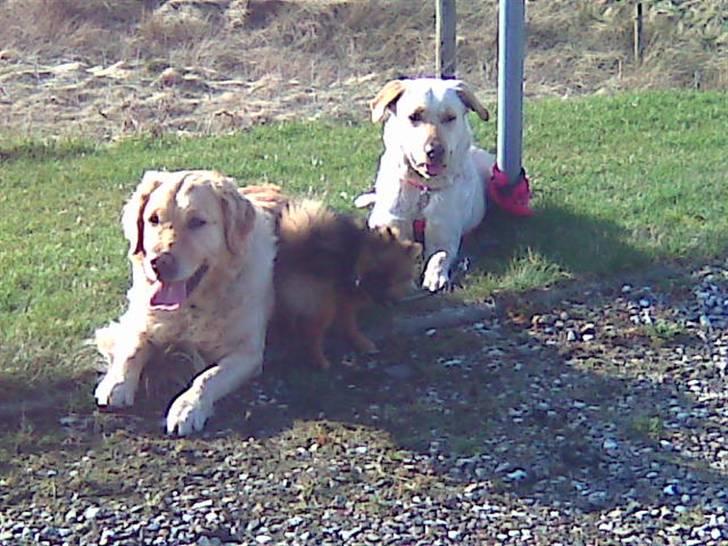 Labrador retriever Angel R.i.p 14 jan billede 11