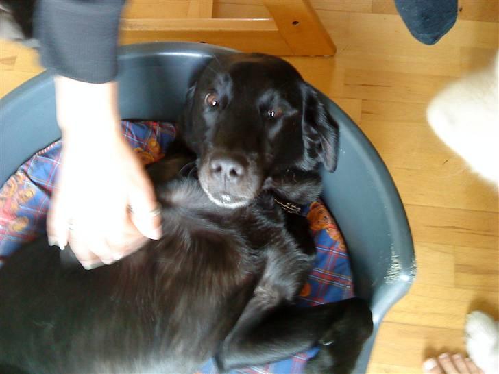 Labrador retriever Basse R.I.P - Basse kan godt lide at blive kløet på maven billede 8