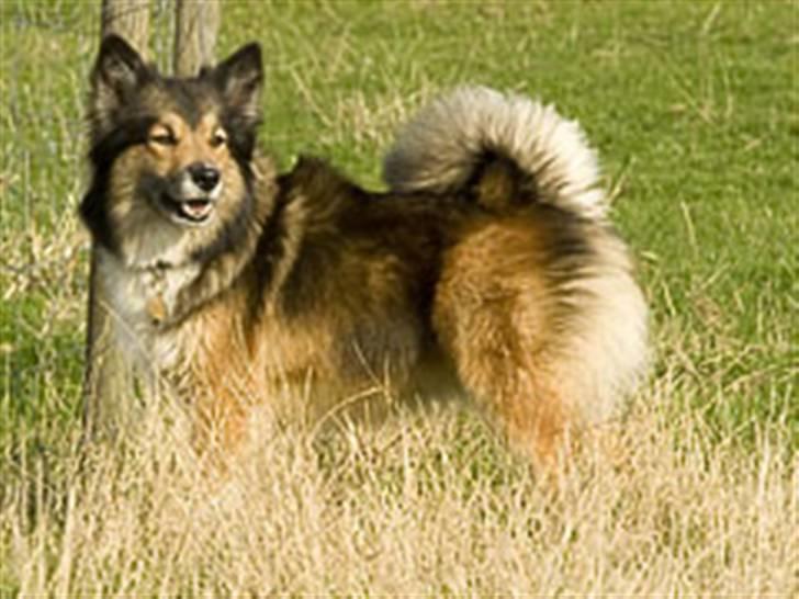 Islandsk fårehund Alma billede 1