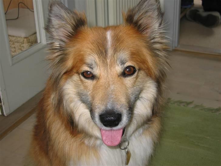 Islandsk fårehund Alma - Vigdis som levede de første 2 år af Alma´s liv billede 2