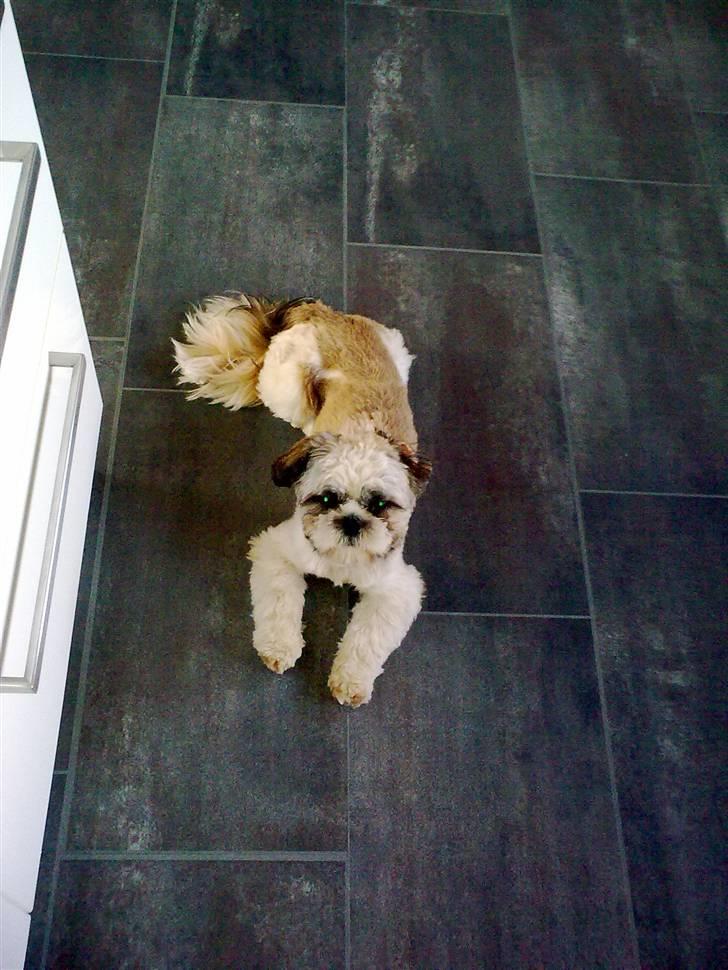 Shih tzu Skipper SOLGT billede 1