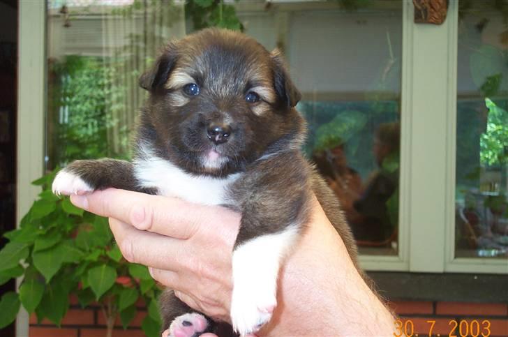 Islandsk fårehund Alma billede 3