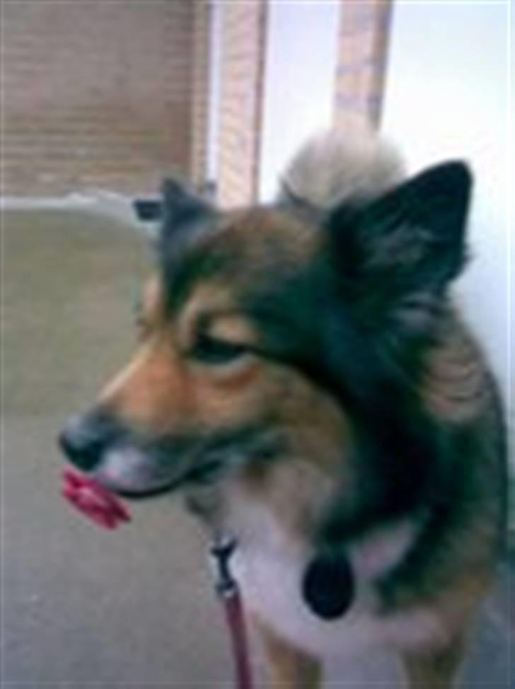 Islandsk fårehund Alma billede 4