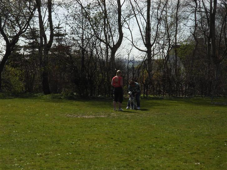 Dalmatiner Valde*himmel hund* :'(<3 - Træning, så får jeg mange godbidder! men er lidt fræk billede 2