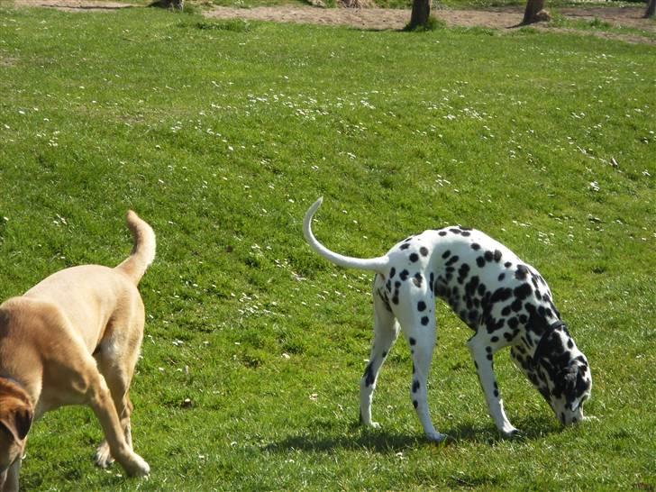 Dalmatiner Valde*himmel hund* :'(<3 - Her lugter godt billede 3