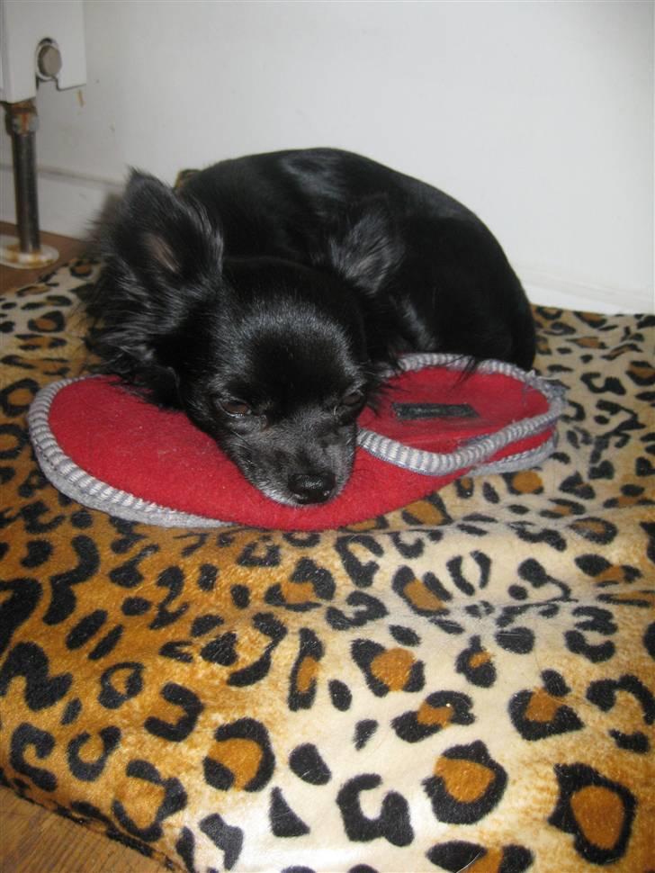 Chihuahua Hugo billede 1