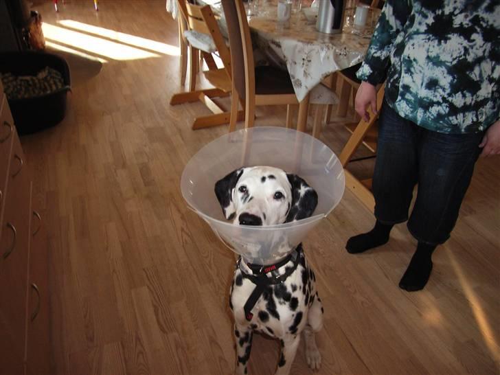 Dalmatiner Valde*himmel hund* :'(<3 - Hallo! hva´ er nu det for en?!hi hi billede 4