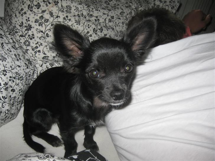 Chihuahua Hugo billede 2