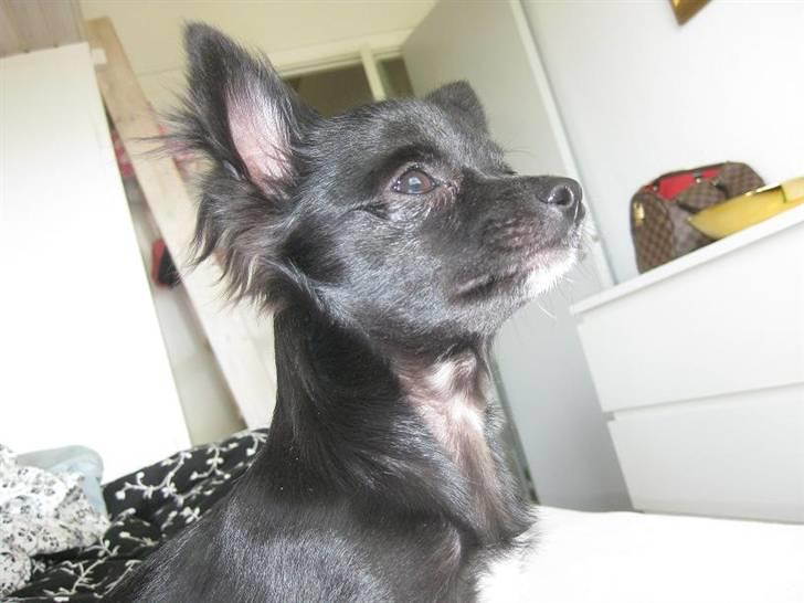 Chihuahua Hugo billede 3