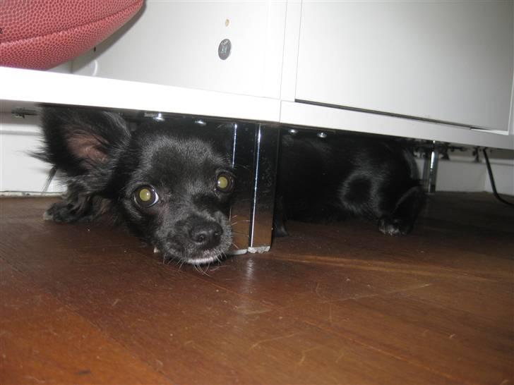 Chihuahua Hugo billede 4