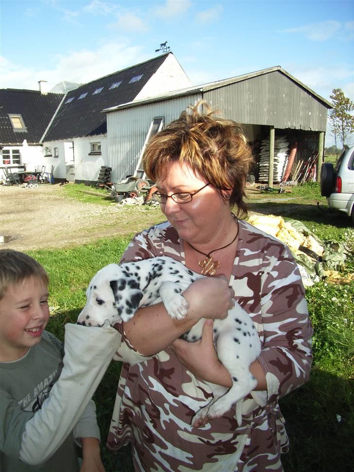 Dalmatiner Valde*himmel hund* :'(<3 - valde da vi hentede ham<3 billede 5