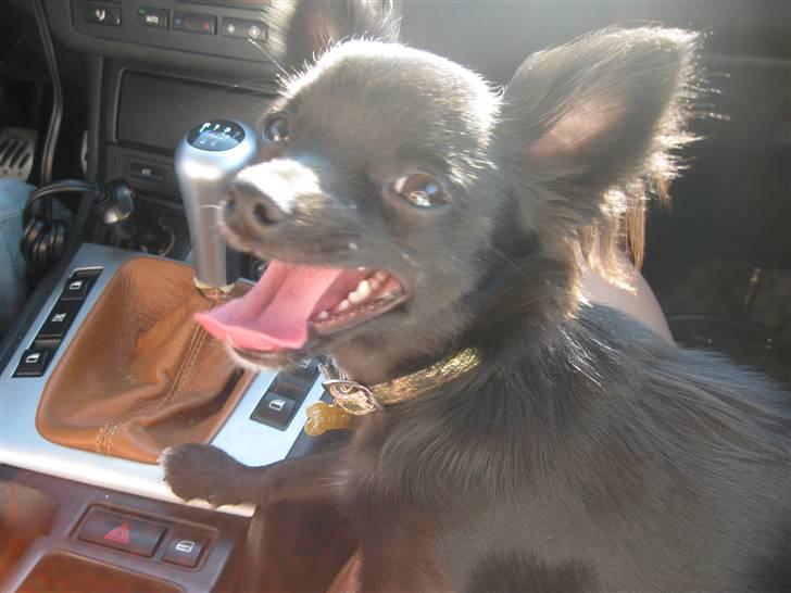 Chihuahua Hugo billede 5