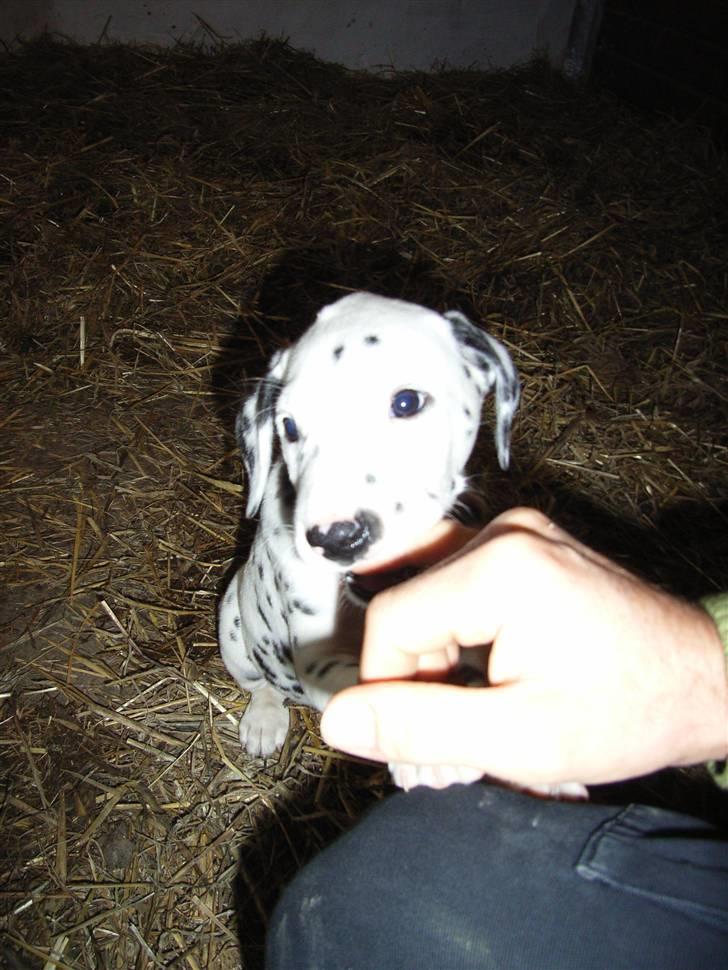 Dalmatiner Valde*himmel hund* :'(<3 - din finger smager godt! billede 6