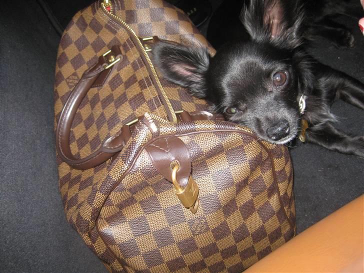 Chihuahua Hugo billede 6