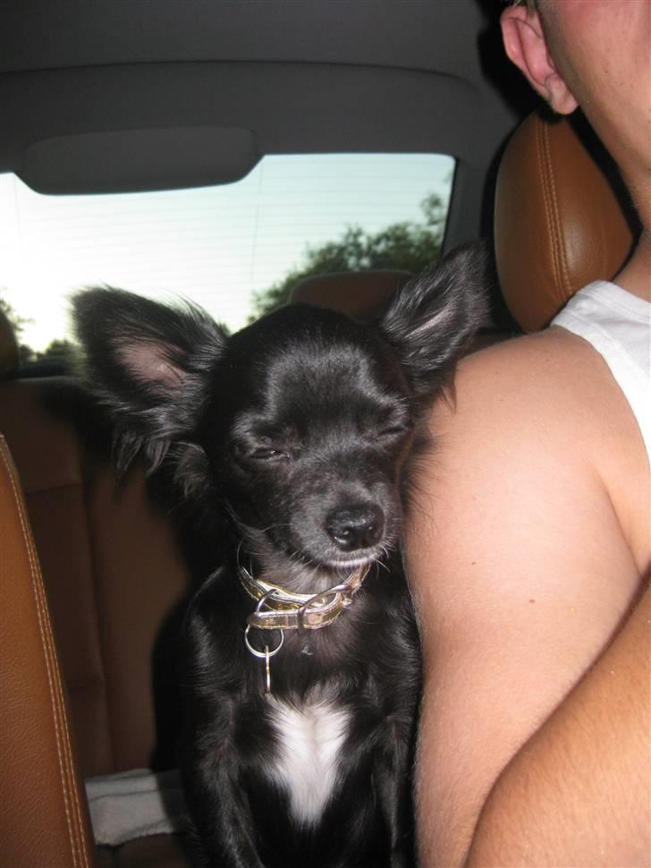 Chihuahua Hugo billede 7