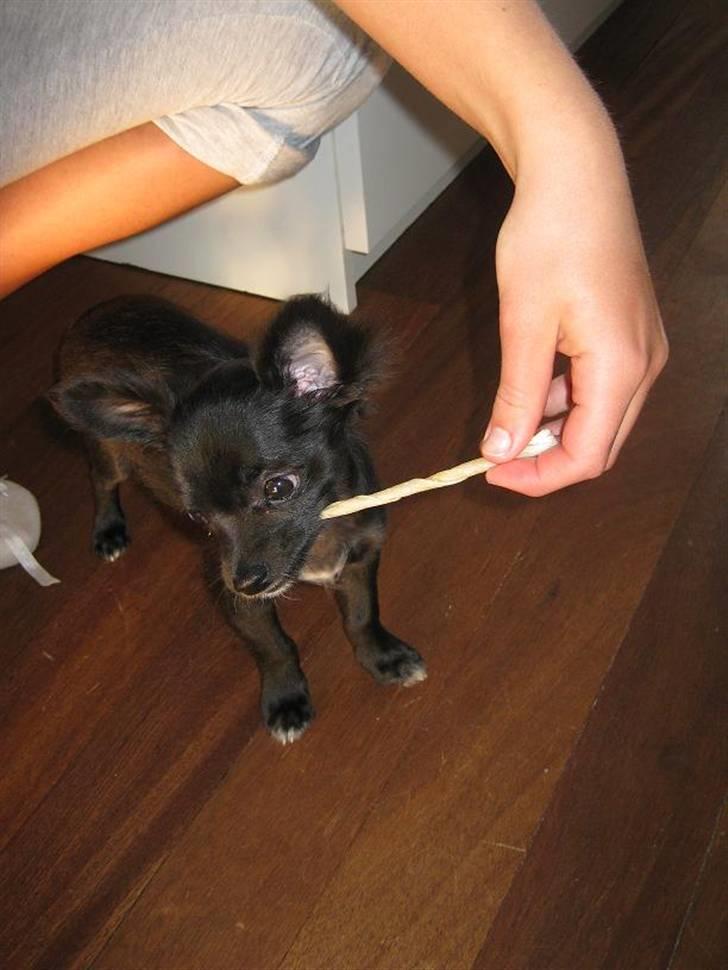 Chihuahua Hugo billede 8