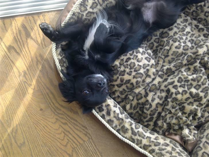 Chihuahua Hugo billede 9