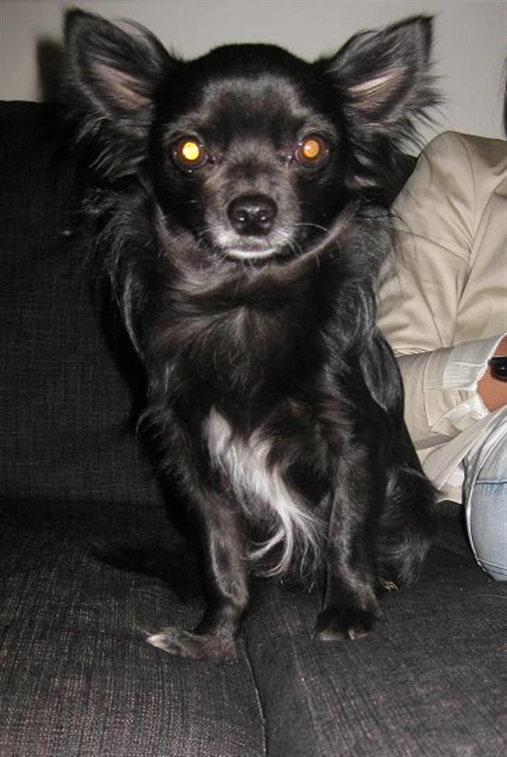 Chihuahua Hugo billede 10