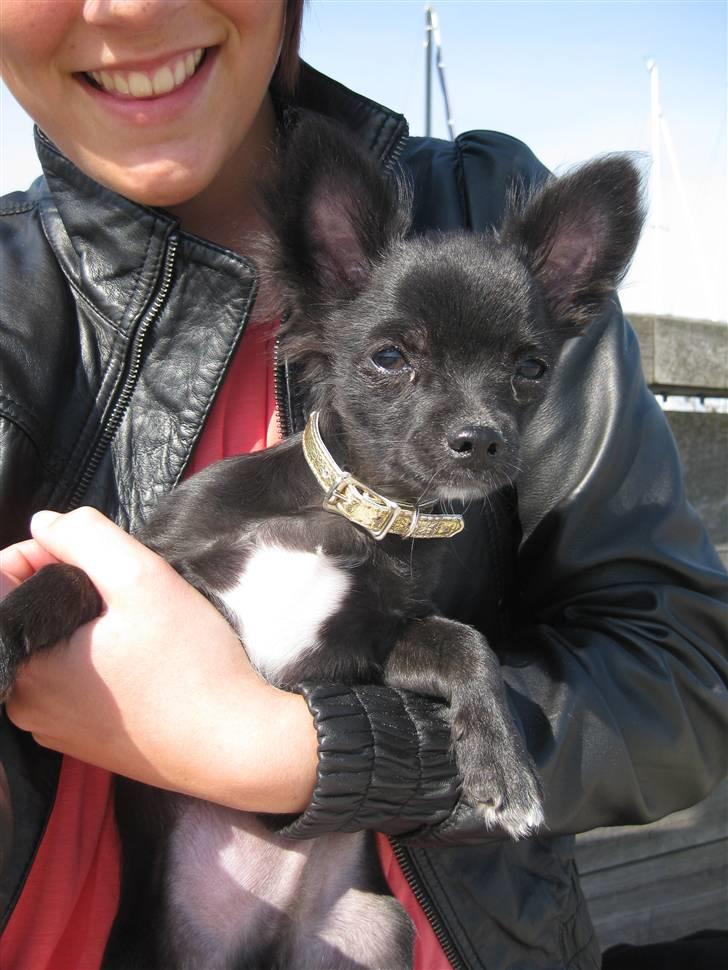 Chihuahua Hugo billede 11