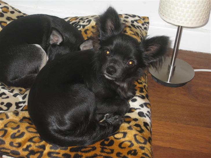 Chihuahua Hugo billede 12