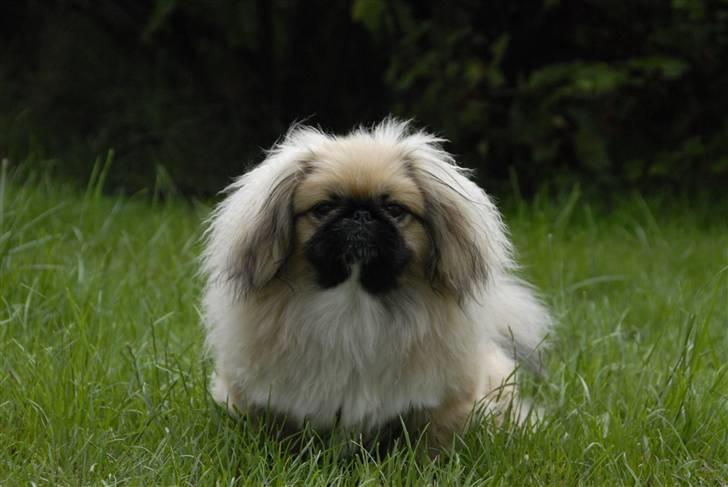 Pekingeser chiquila billede 8