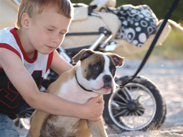 Amerikansk bulldog Mug Root Beer R.I.P billede 6
