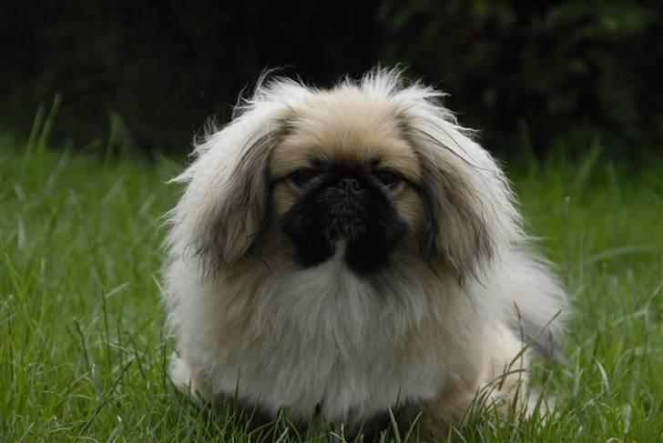 Pekingeser chiquila billede 9