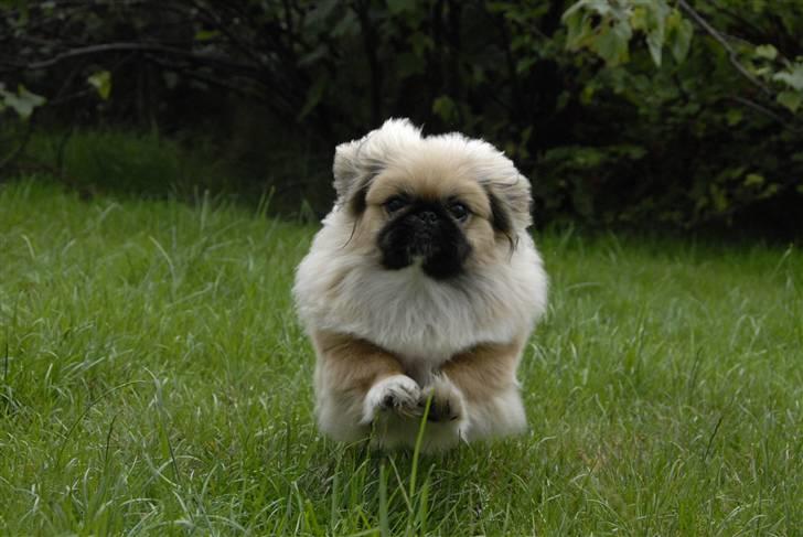 Pekingeser chiquila billede 10