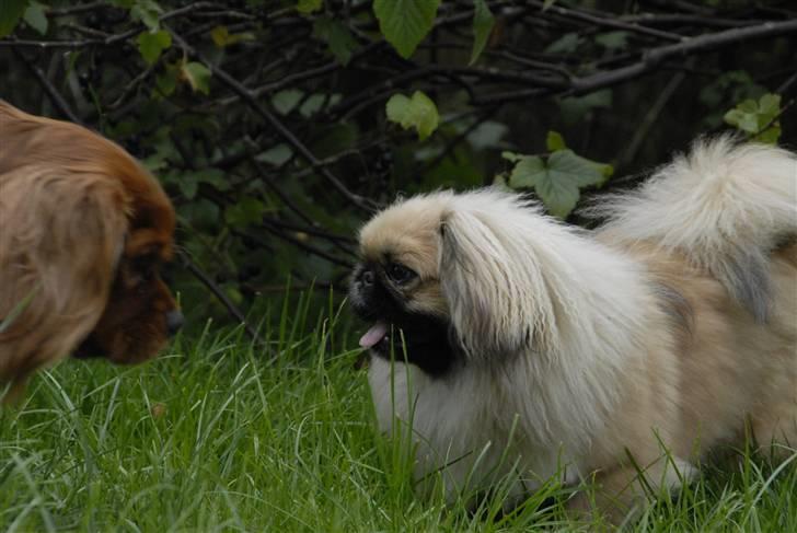 Pekingeser chiquila billede 11